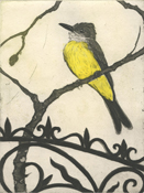 Tropical Kingbird