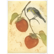 Audubon's Warbler