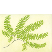 Five-finger Fern (adiantum pedantum)