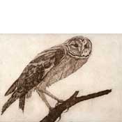 Barn Owl