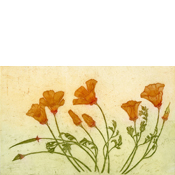 California Poppies