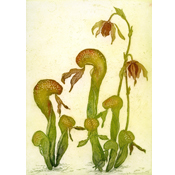 Darlingtonia