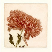 Fall Chrysanthemum