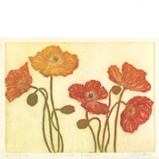 Iceland Poppies