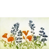 The lupines are multitude, and the torched poppies...