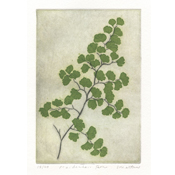 Maidenhair Fern