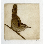 Marsh Wren