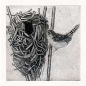 Marsh Wren Nest