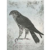 Merlin