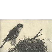 Merlin Nest