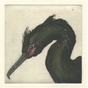 Pelagic Cormorant