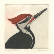 Pileated Woodpecker