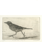 American Pipit