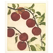 Pluots