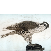 Prairie Falcon