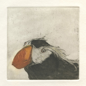 Tufted Puffin